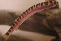 Картинка с форума