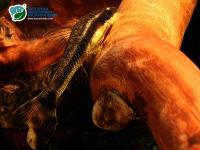 Снимка на Macrotocinclus affinis (Steindachner, 1877)