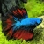 Размножаване и грижа за Betta splendens снимка