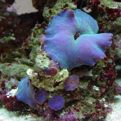 Actinodiscus sp.