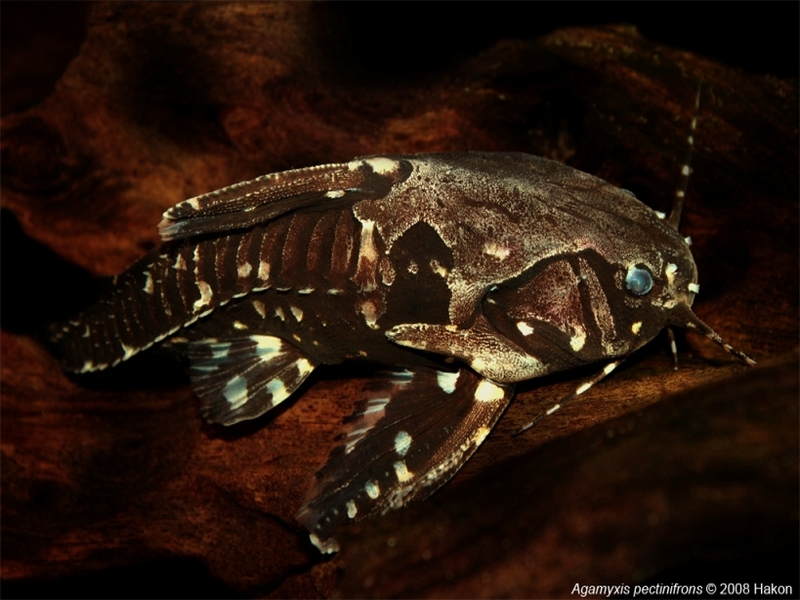 Agamyxis pectinifrons (Cope, 1870)