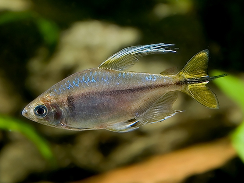 Alestopetersius caudalis  (Boulenger, 1899)