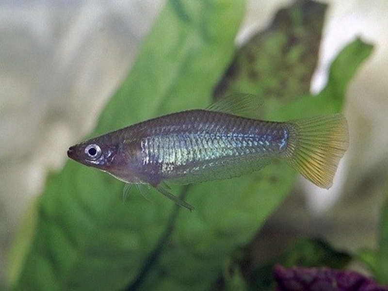 Alfaro cultratus  (Regan, 1908)
