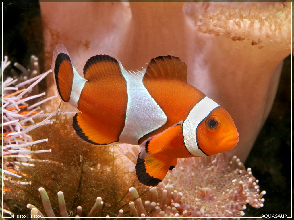 Amphiprion ocellaris  (Cuvier, 1830)