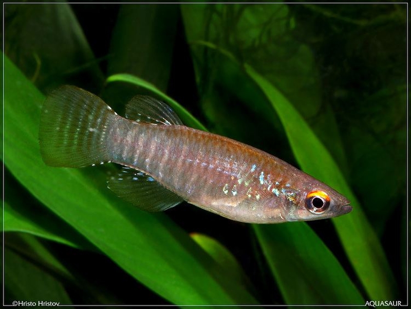 Aplocheilichthys spilauchen  (Dumeril, 1861)