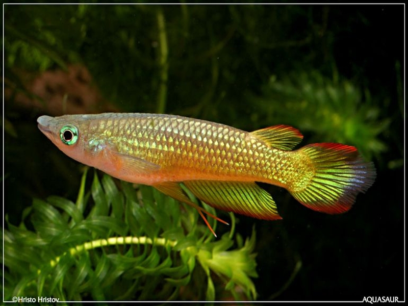 Aplocheilus lineatus  (Valenciennes, 1846)