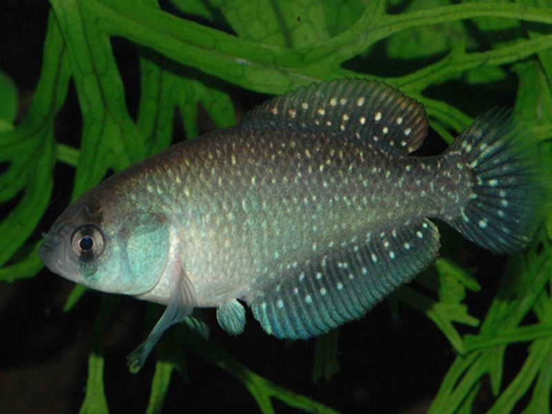 Austrolebias bellottii  (Steindachner, 1881)