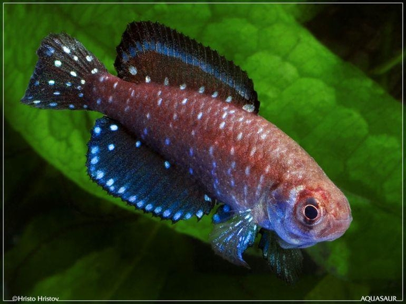 Austrolebias nigripinnis  (Regan, 1912)