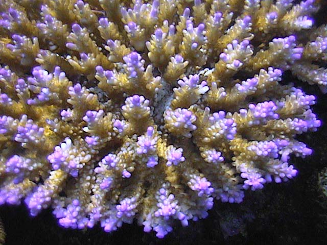 Acropora sp.