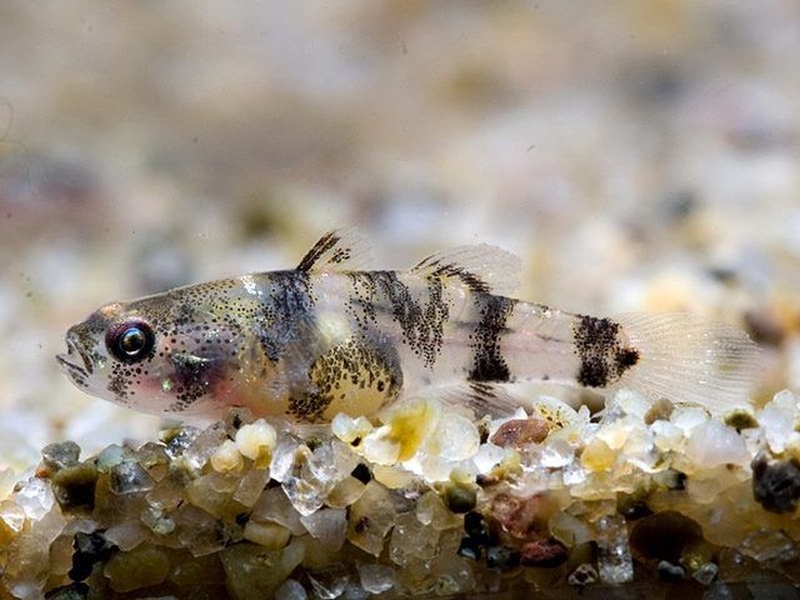 Brachygobius nunus  (Hamilton, 1822)