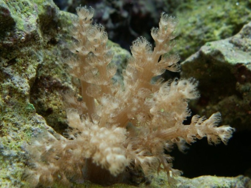Capnella sp. снимка