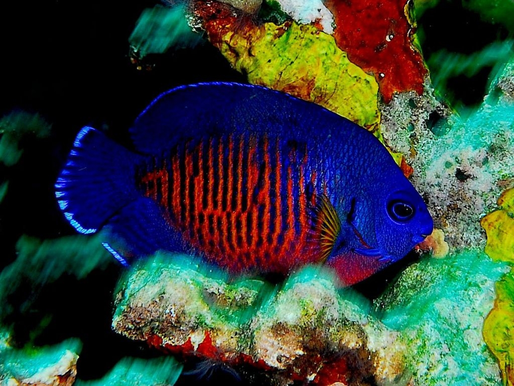 Centropyge bispinosa (Gunther, 1860)