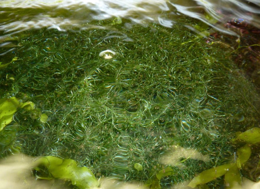 Chaetomorpha sp.