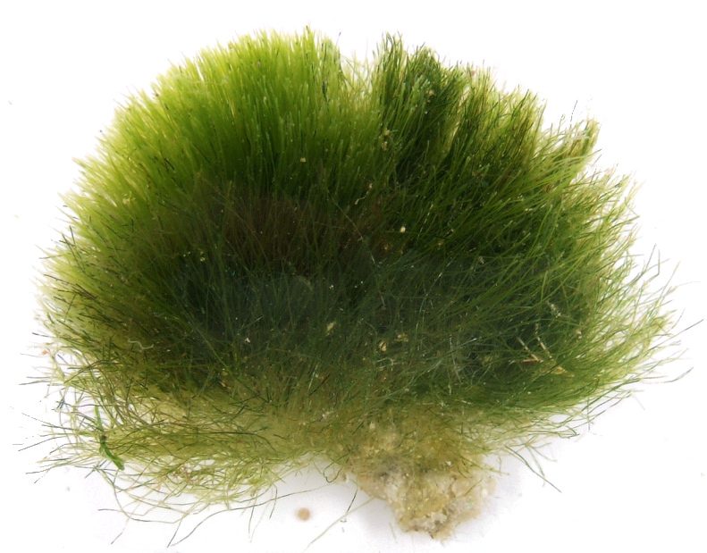 Chlorodesmis sp.