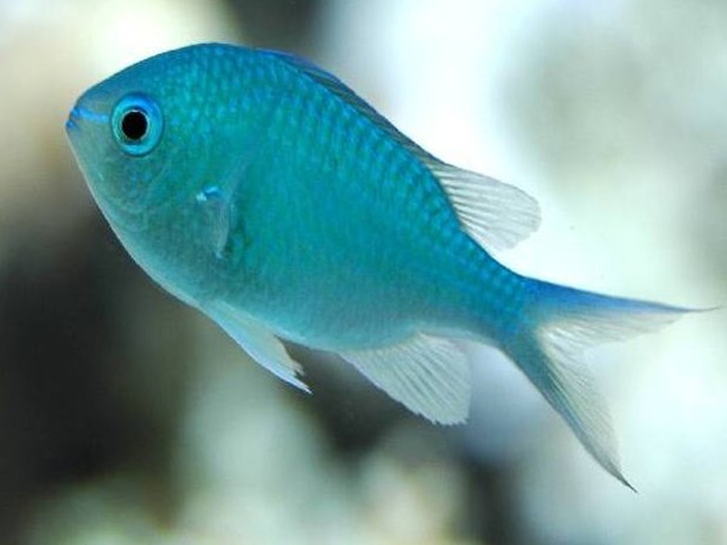 Chromis viridis (Cuvier, 1830)