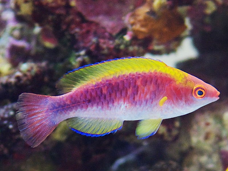 Cirrhilabrus lubbocki (Randall & Carpenter, 1980)