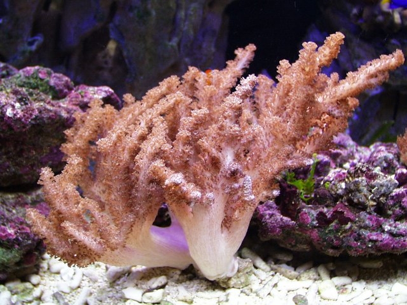 Cladiella sp. снимка