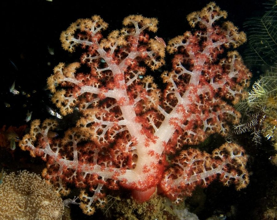 Dendronephthya sp.