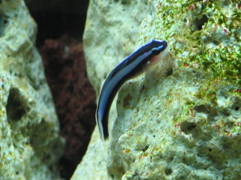 Elacatinus oceanops (Jordan, 1904)