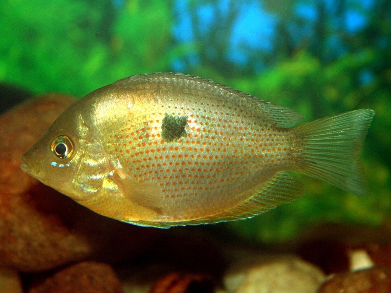 Etroplus maculatus  (Bloch, 1795)