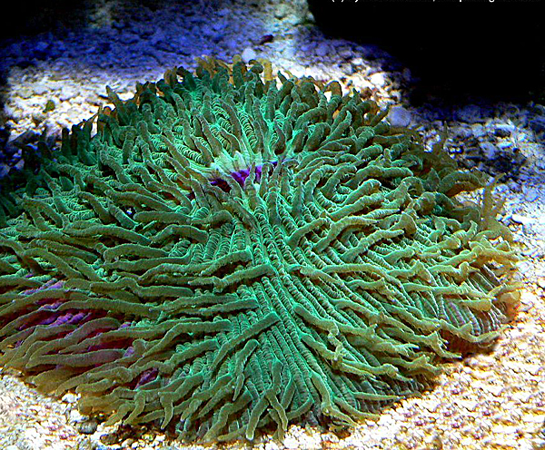 Fungia repanda (Dana, 1846)