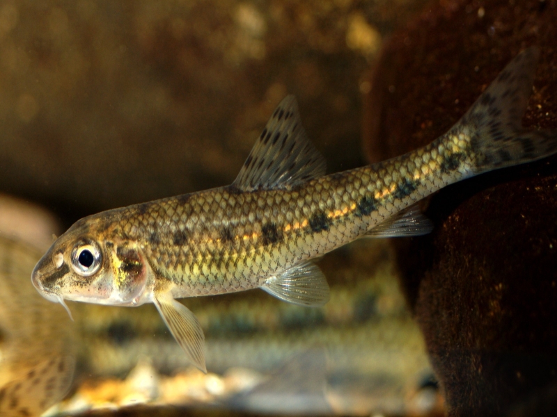 Gobio gobio  (Linnaeus, 1758)