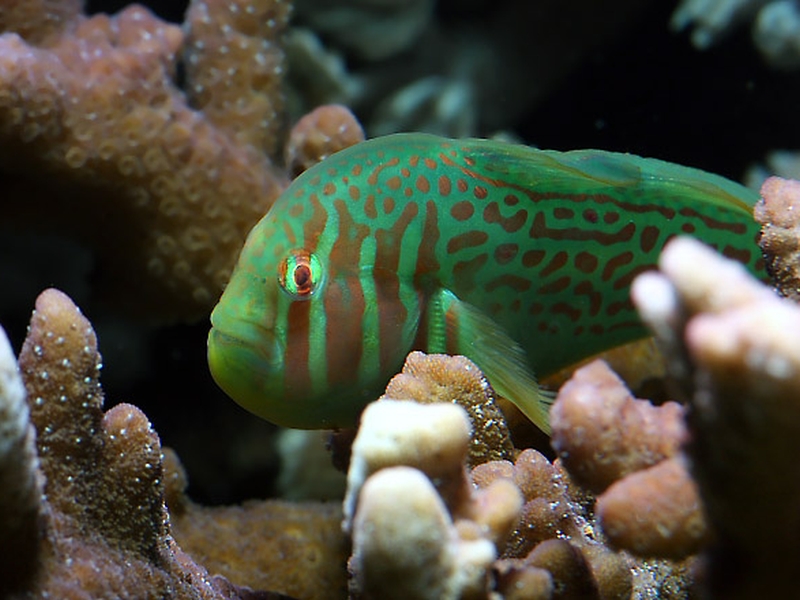 Gobiodon atrangulatus (Garman, 1903)