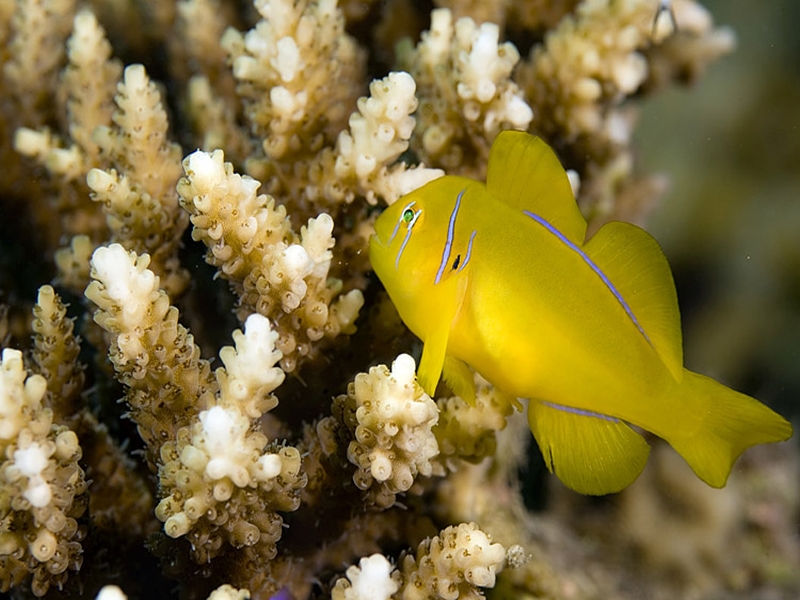 Gobiodon citrinus   (Rüppell, 1838)
