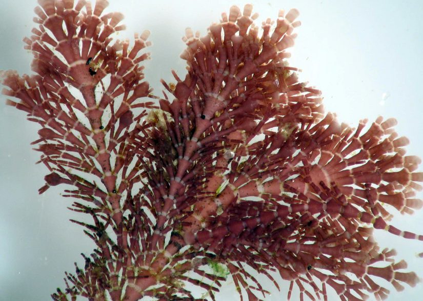 Haliptilon sp.