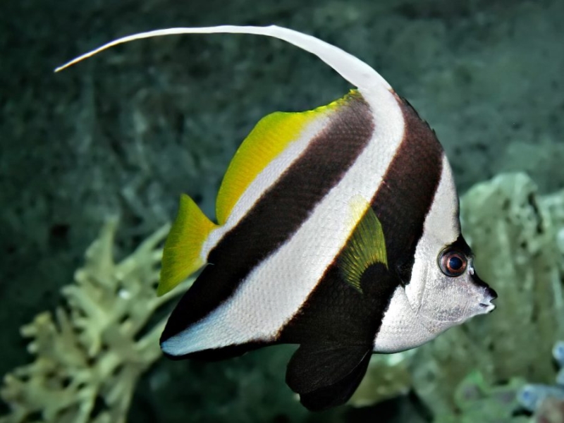 Heniochus acuminatus (Linnaeus, 1758)