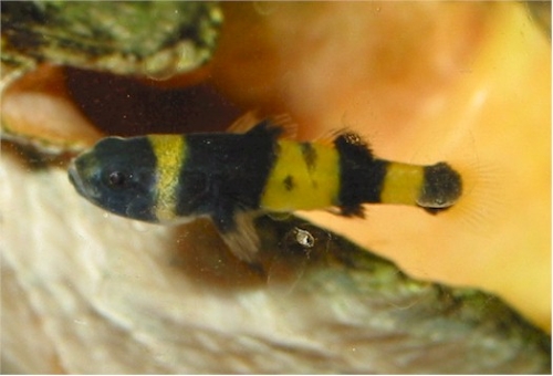 Brachygobius xanthozonus  (Bleeker, 1849)