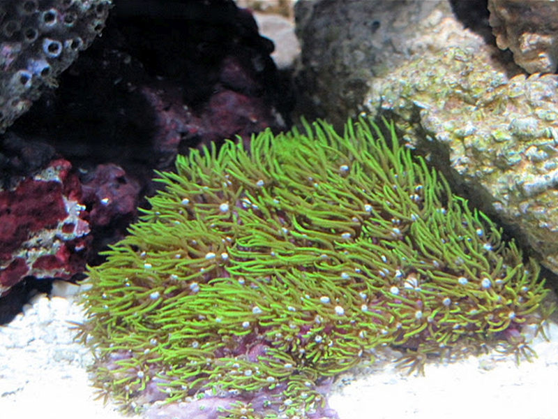 Clavularia viridis снимка