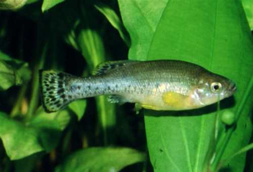 Ilyodon xantusi  (Hubbs & Turner, 1939)