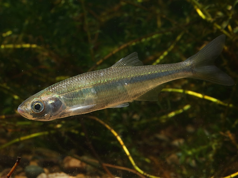 Leucaspius delineatus  (Heckel, 1843)