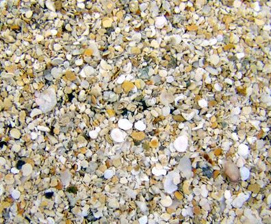 Florida Live Sand