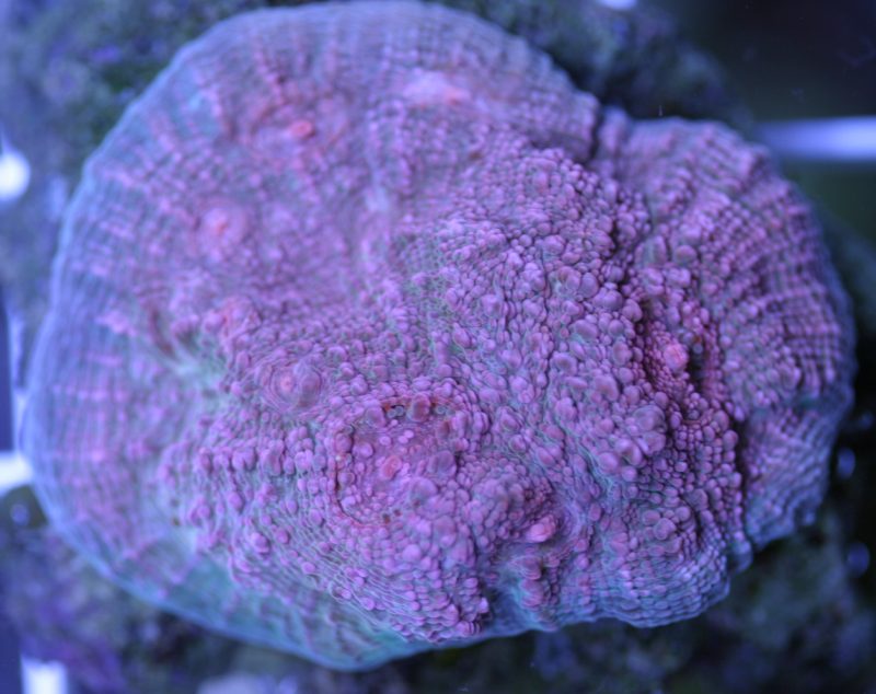 Montipora nodosa (Dana, 1846)