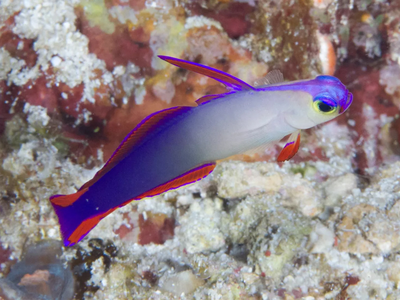Nemateleotris decora (Randall & Allen, 1973)