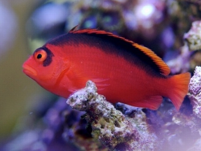 Neocirrhites armatus (Castelnau, 1873)