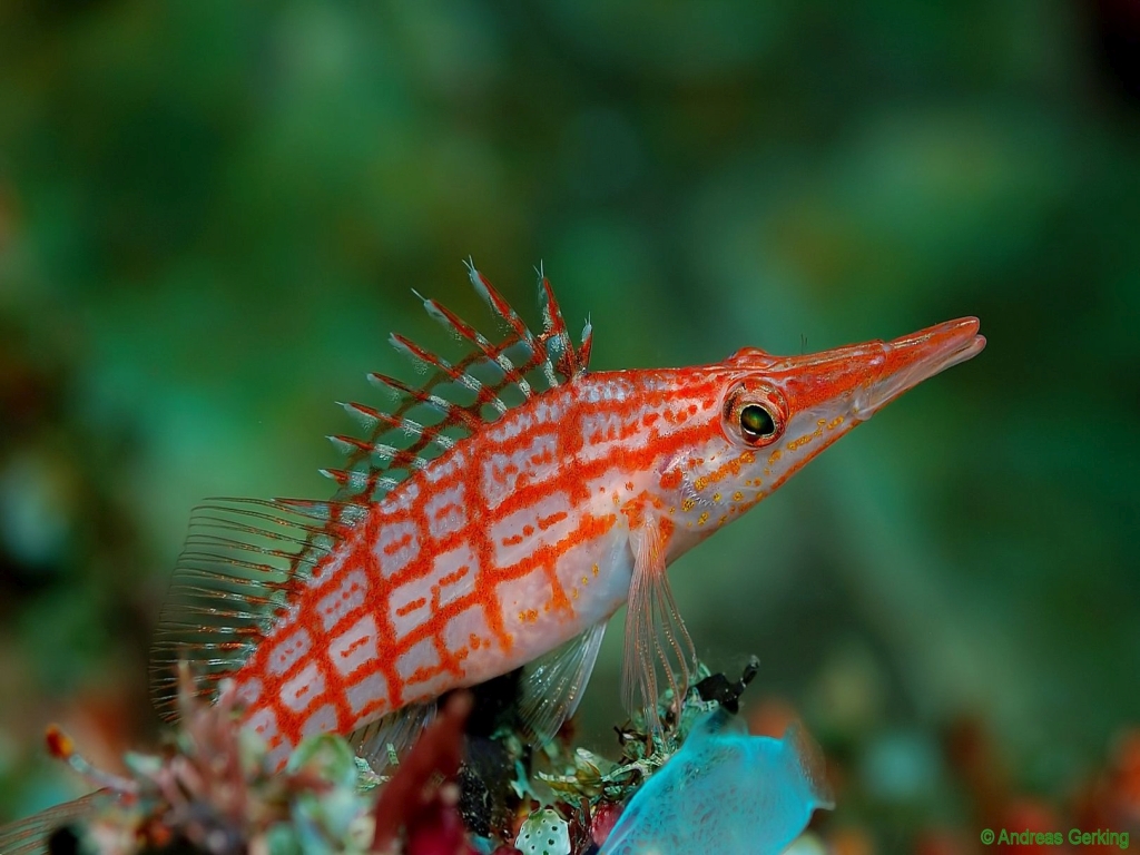 Oxycirrhites typus (Bleeker, 1857)