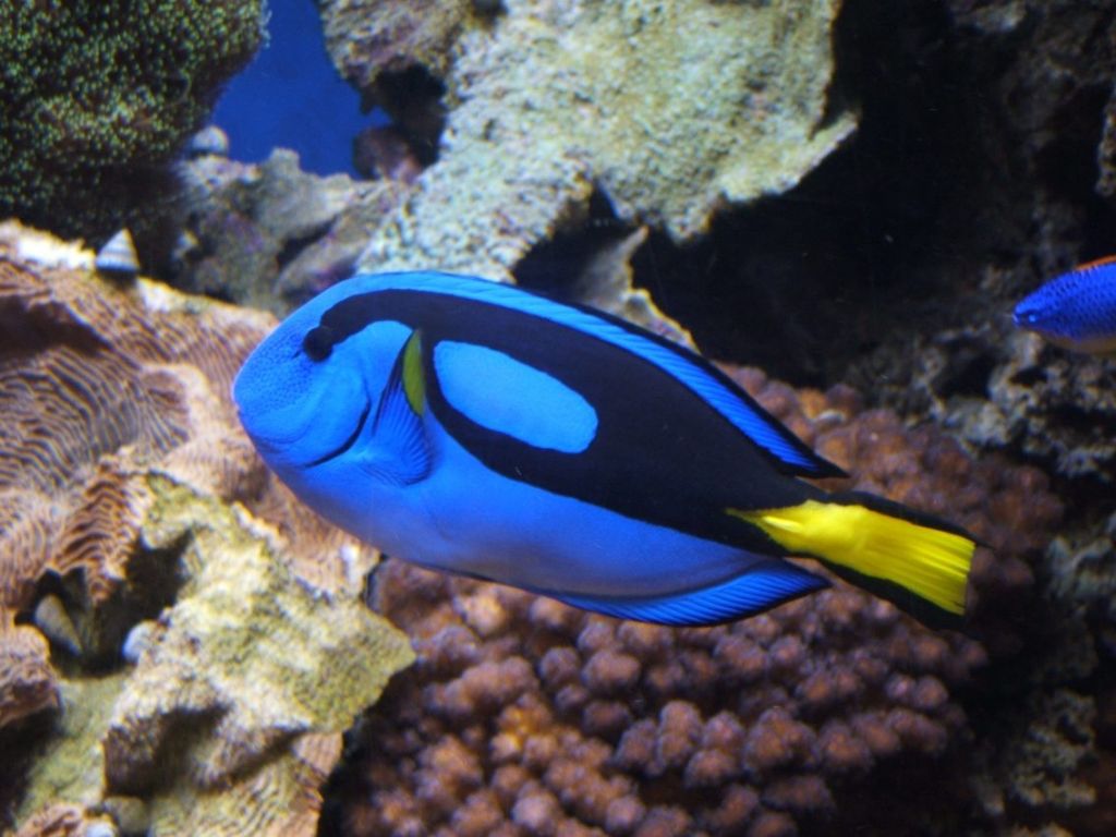 Paracanthurus hepatus (Linnaeus, 1766)
