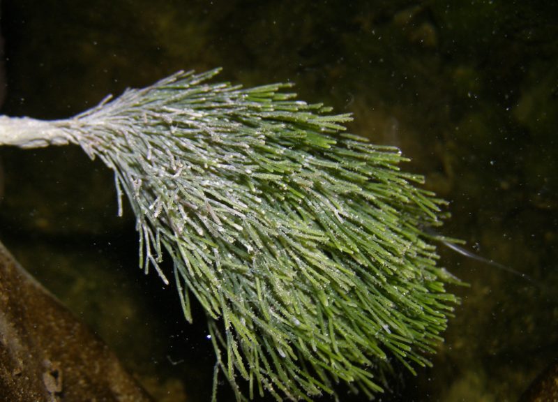 Penicillus sp.