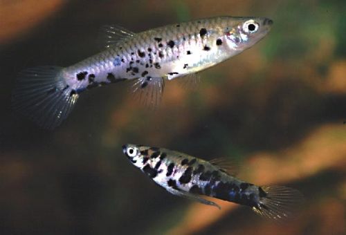 Phalloceros caudimaculatus  (Hensel, 1868)