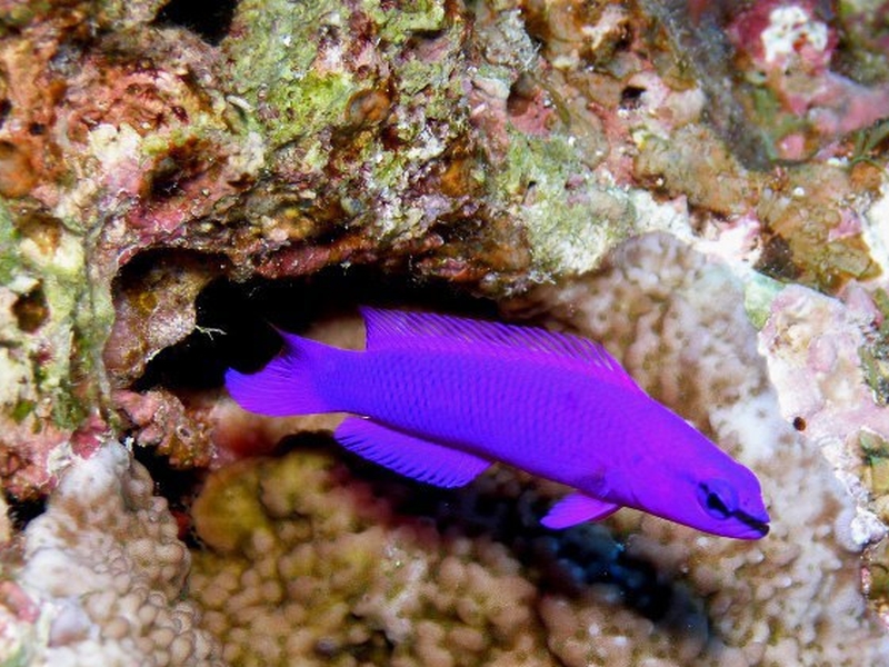 Pseudochromis fridmani   (Klausewitz, 1968) снимка