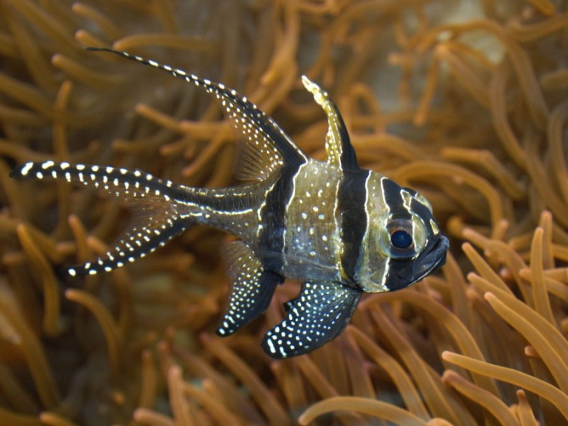 Pterapogon kauderni   (Koumans, 1933)
