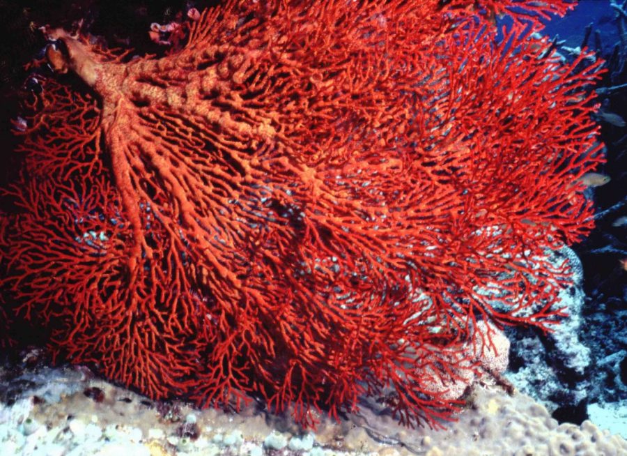 Gorgonia sp.