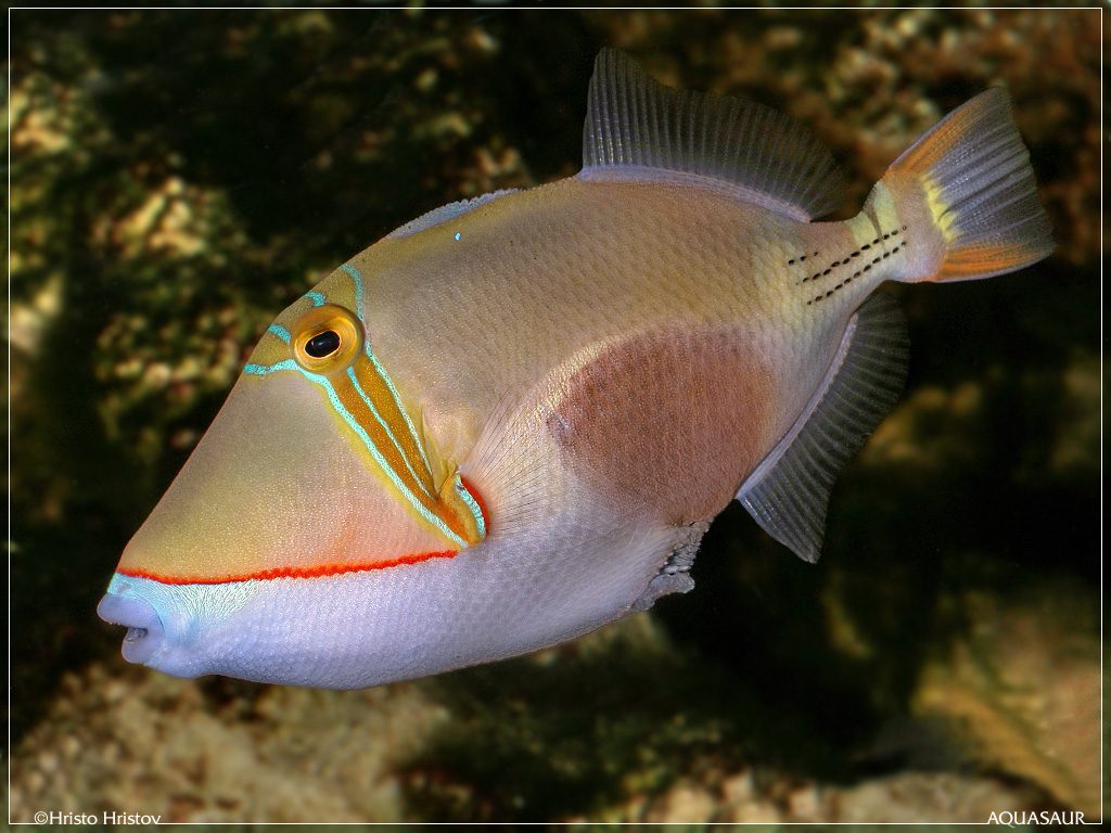 Rhinecanthus aculeatus (Linnaeus, 1758) снимка