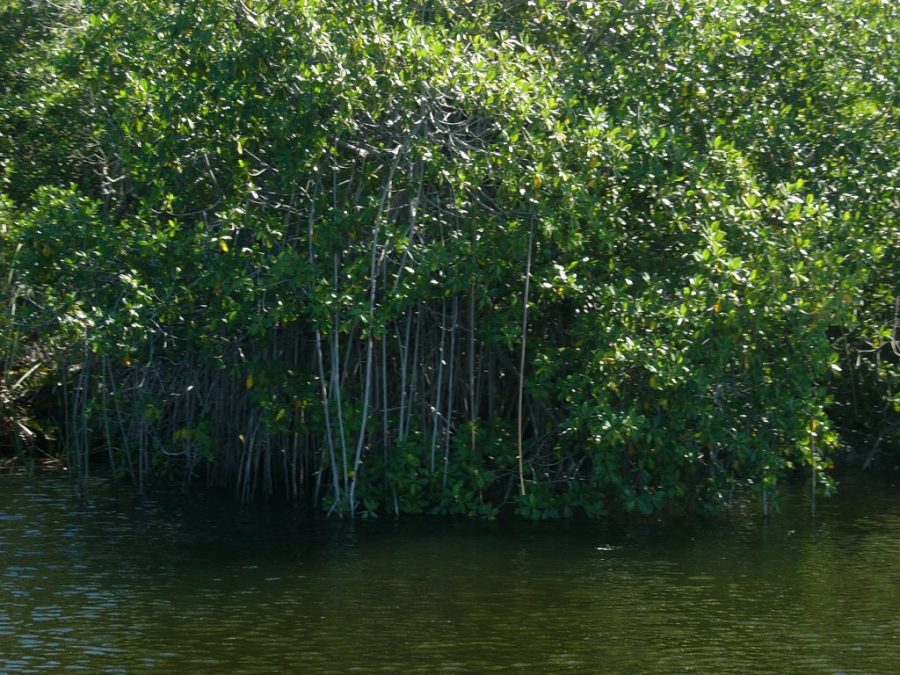 Rhizophora mangle