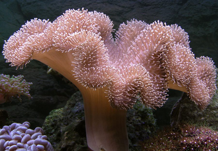Sarcophyton sp.