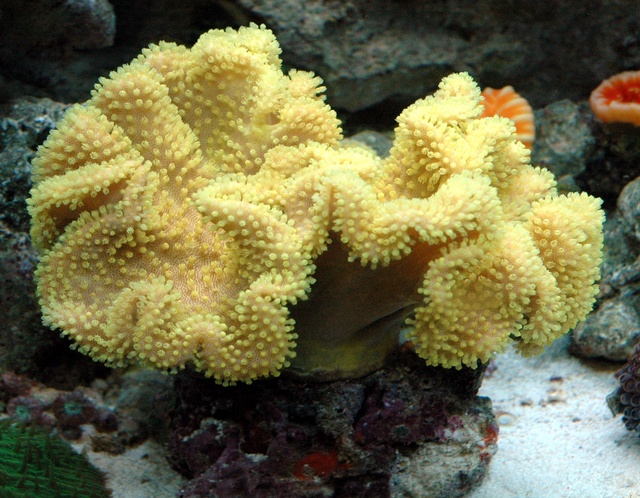 Sarcophyton elegans (Moser, 1919) 