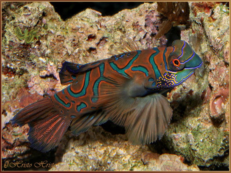 Synchiropus picturatus   (Peters, 1877)